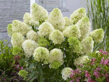 Hortensja Bukietowa 'Hydrangea panikulata' Pastel green - zdjęcie główne