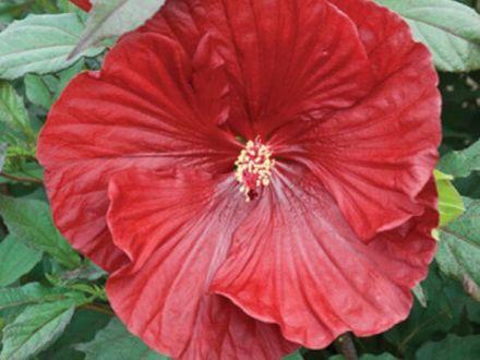 Hibiskus Bagienny 'Hibiscus moscheutos' Cranberry Crush - zdjęcie główne