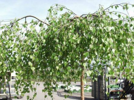 Brzoza Szczepiona Na Pniu 'Betula pendula' 120-140cm. - zdjęcie główne