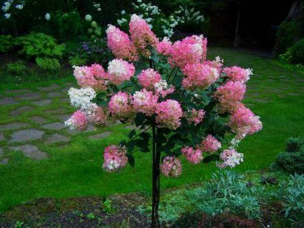Hortensja Na Pniu 'Hydrangea panikulata' Vanilia Fraise - zdjęcie główne