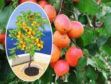 Morela kolumnowa 'Prunus armeniaca' z Białorusi Z Donicy