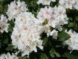 Różanecznik 'Rhododendron' Cunningham's White  Donica 1,5L
