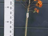 Azalia wielkokwiatowa  'Rhododendron' Pomarańczowa Na Pniu