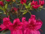 Azalia Japońska  'Rhododendron japonicum' Czerwona na Pniu