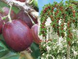 Agrest Pienny Czerwony 'Ribes uva- crispa' Hinomakirot