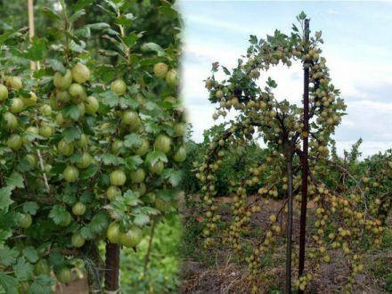 Agrest Pienny Zielony 'Ribes uva- crispa' Krasnosłowiański - zdjęcie główne