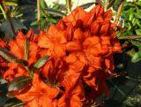 Azalia wielkokwiatowa  'Rhododendron' Bordowa