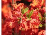 Azalia wielkokwiatowa  'Rhododendron' Juanita