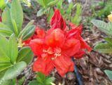 Azalia wielkokwiatowa  'Rhododendron' Nabucco