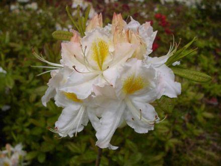 Azalia wielkokwiatowa  'Rhododendron' Schneegold - zdjęcie główne