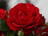 Róża Wielkokwiatowa 'Rosa' Czerwona Ciemna
