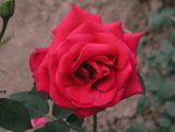 Róża Wielkokwiatowa 'Rosa' Czerwona Rozeta