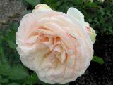 Róża Wielkokwiatowa 'Rosa' Łososiowa