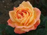 Róża Wielkokwiatowa 'Rosa' Pomarańczowa Rozeta