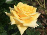 Róża Wielkokwiatowa 'Rosa'  Bolero