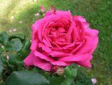 Róża Wielkokwiatowa 'Rosa'  Criterion