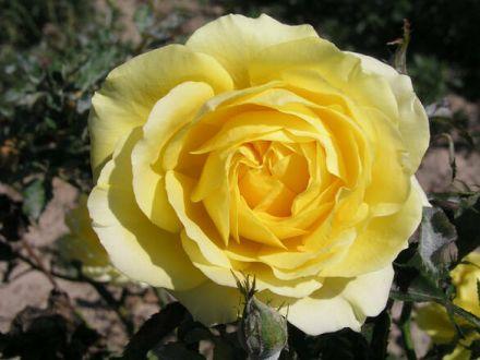 Róża Wielkokwiatowa 'Rosa' Żółta Szalkowata - zdjęcie główne