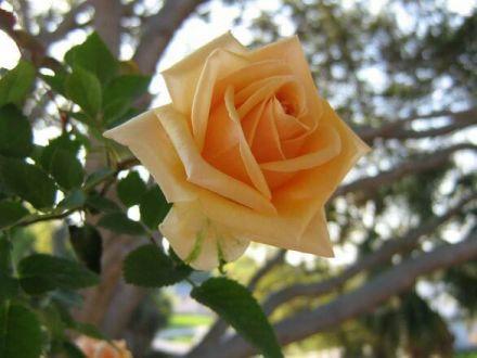 Róża Wielkokwiatowa 'Rosa' Żółta Szlachetna - zdjęcie główne