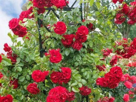 Róża Pnąca 'Rosa arvensis'  Blaze Superior - zdjęcie główne