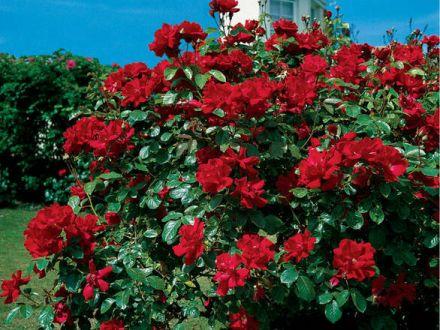 Róża Pnąca 'Rosa arvensis'  Don Juan - zdjęcie główne