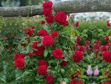 Róża Pnąca 'Rosa arvensis' Czerwona Szalkowata