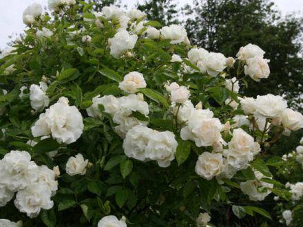 Róża Pnąca 'Rosa arvensis' Kremowa - zdjęcie główne