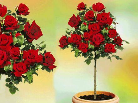 Róża Pienna 'Rosa' Czerwona / I gatunek 2 oczka - zdjęcie główne