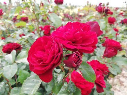 Róża Pienna 'Rosa' Bordowa  Miniaturka - zdjęcie główne