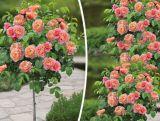 Róża Pienna 'Rosa' Pomarańczowa