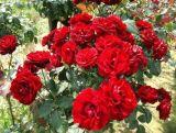 Róża Pienna 'Rosa' Czerwona