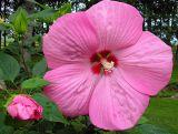Hibiskus 'Hibiscus' Pink Giant