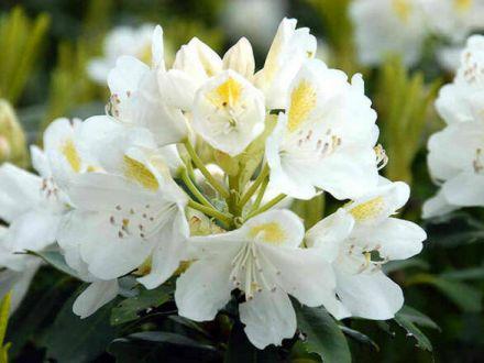Różanecznik 'Rhododendron' Album - zdjęcie główne