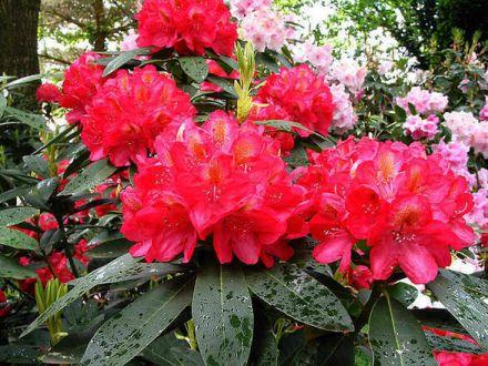 Różanecznik 'Rhododendron' Dotella - zdjęcie główne