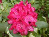 Różanecznik 'Rhododendron' Krwisty
