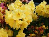 Różanecznik 'Rhododendron' Żółty