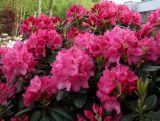 Różanecznik 'Rhododendron' Ewelyn