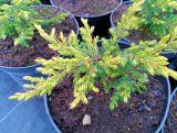 Jałowiec 'Juniperus' Golden Schatz /2Letni