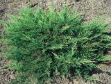 Jałowiec 'Juniperus' Jade River /3Letni