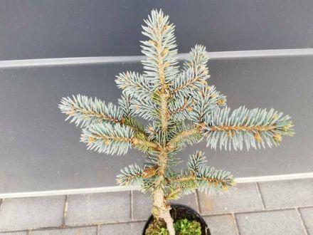 Świerk Szczepiony 'Picea' Srebrny 50cm. - zdjęcie główne