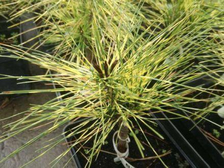 Sosna Szczepiona 'Pinus mugo' Golden Ghost - zdjęcie główne