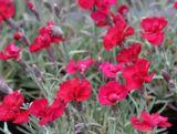 Goździk 'Dianthus' Rubin Czerwony