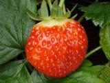 Truskawka 'Fragaria ananasa' Honeyo P9