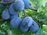 Śliwa karłowa 'Prunus armeniaca' Bluefree Z Donicy