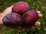 Śliwa karłowa 'Prunus armeniaca' Opal Z Donicy