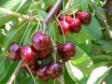 Wiśnia karłowa 'Prunus fruticosa' Diament Z Donicy