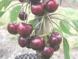 Wiśnia karłowa 'Prunus fruticosa' Czerecha Grubińska Z Donicy