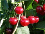 Wiśnia karłowa 'Prunus fruticosa' Kelleris Z Donicy