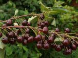 Wiśnia karłowa 'Prunus fruticosa' Nowotomyska Z Donicy