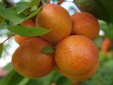 Nektaryna karłowa 'Prunus persica' Silver Lode Z Donicy