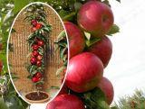 Jabłoń kolumnowa 'Malus' Rajka Z Donicy